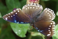 Epermenia epermenia - Großer Eifalter (Gewöhnliche Eierfliege)